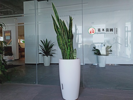 虎尾蘭一直不長(zhǎng)個(gè)子，解決5個(gè)養(yǎng)護(hù)難題，可促進(jìn)側(cè)芽萌發(fā)