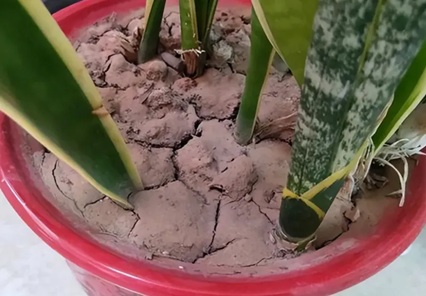 6種常見盆土問題，看到快處理，不然只剩空盆！