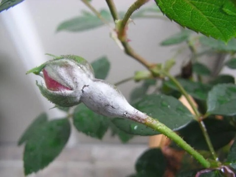 冬季盆栽搬室內注意防治白粉病，要注意學會正確處理