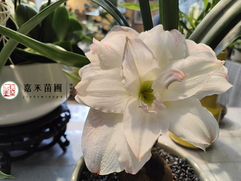 冬季養花，牢記一句口訣&ldquo;3少1多&rdquo;，適合大部分花卉