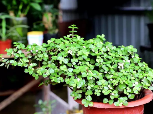 金枝玉葉這么養，一個冬天沒有黃葉，整盆都是碧綠葉子
