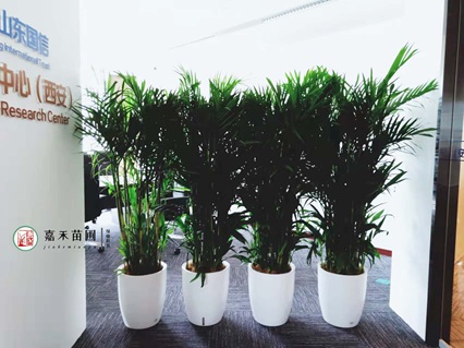 西安綠植租賃：新手友好，讓&ldquo;植物殺手&rdquo;也能擁有治愈綠意