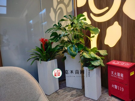 綠意盎然，服務至上：西安地區銀行網點綠植租擺新風尚