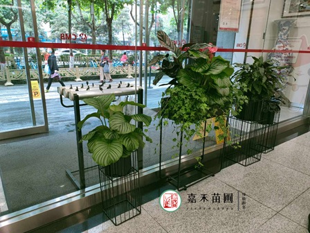 西安銀行花卉租賃公司電話15202909185 西安銀行花卉租賃公司電話15202909185